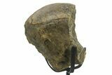 Fossil Dinosaur Bone Section w/ Metal Stand - Texas #377874-1